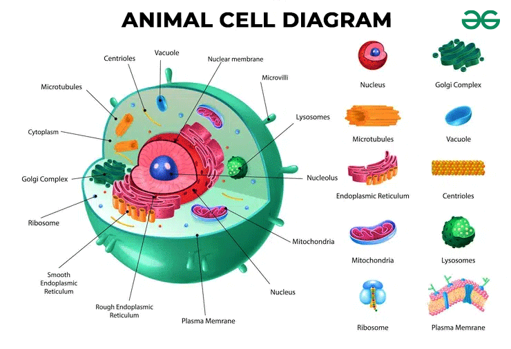 Animal Cell Diagram