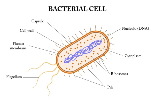 Bacteria Cell Diagram