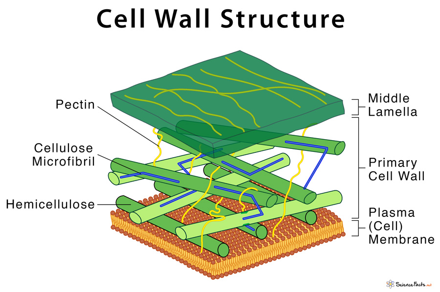 Cell Wall Diagram