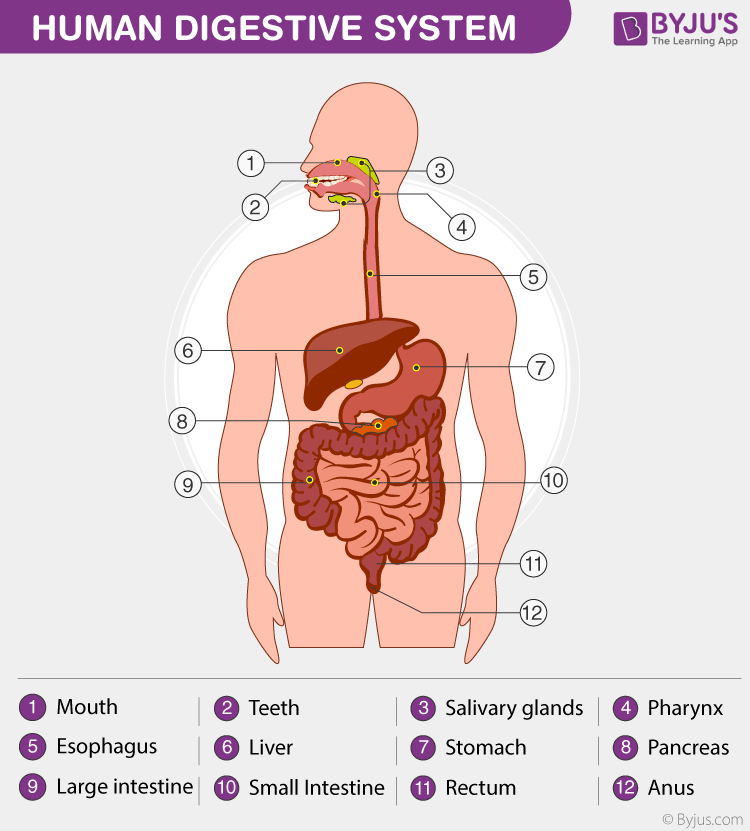Digestive System Diagram