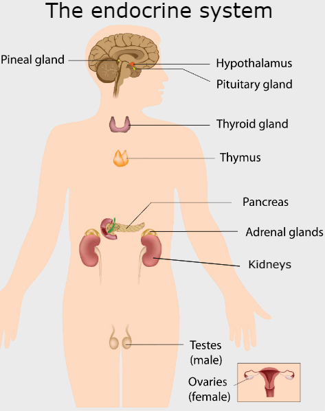 Endocrine System Diagram