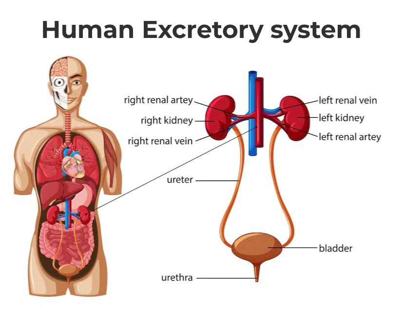 Excretory System Diagram