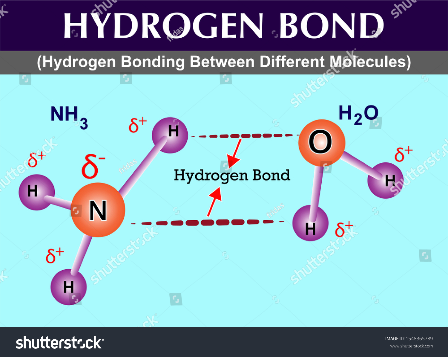 Hydrogen Bond Diagram