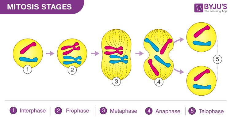 Mitosis Diagram