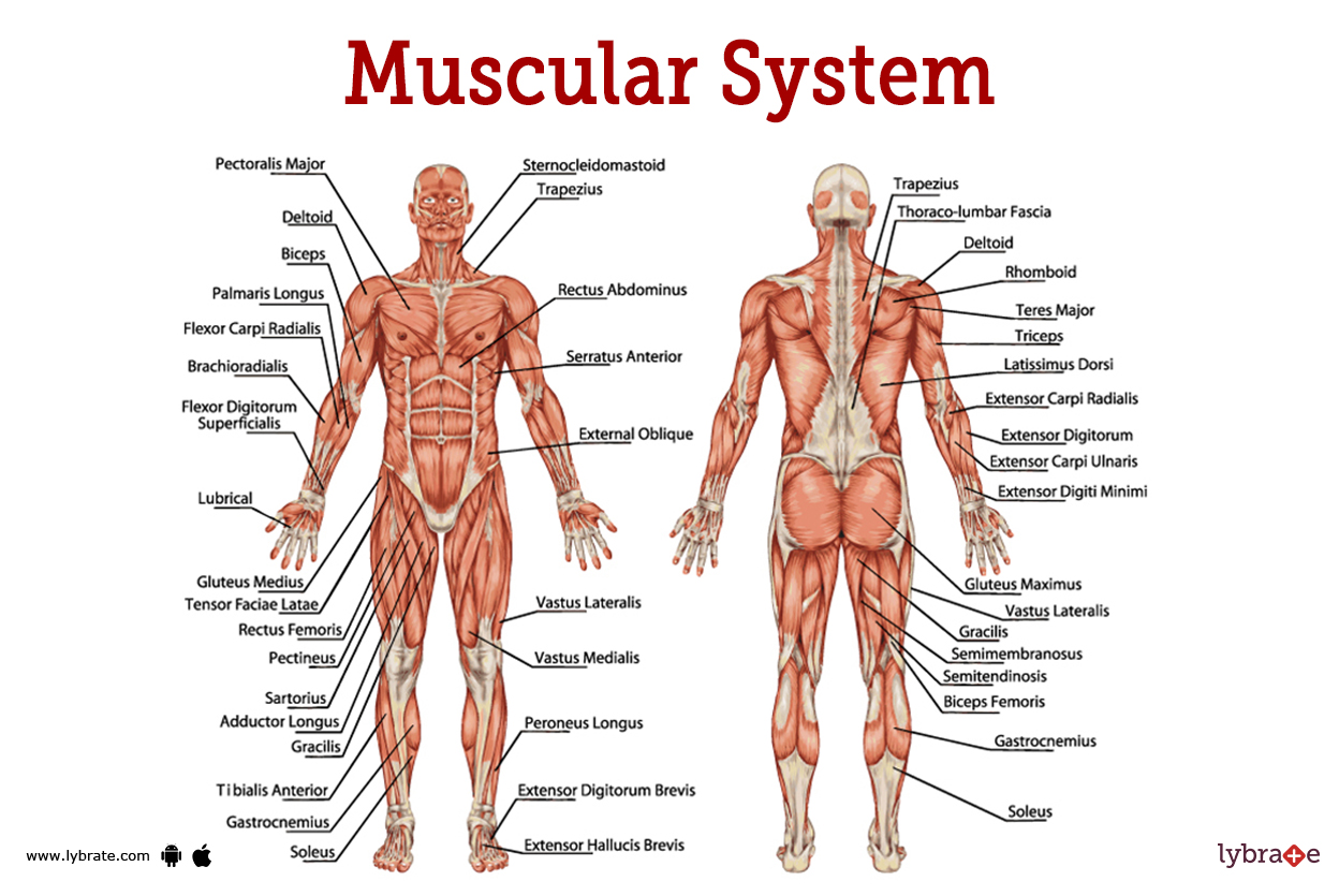 Muscular System Diagram