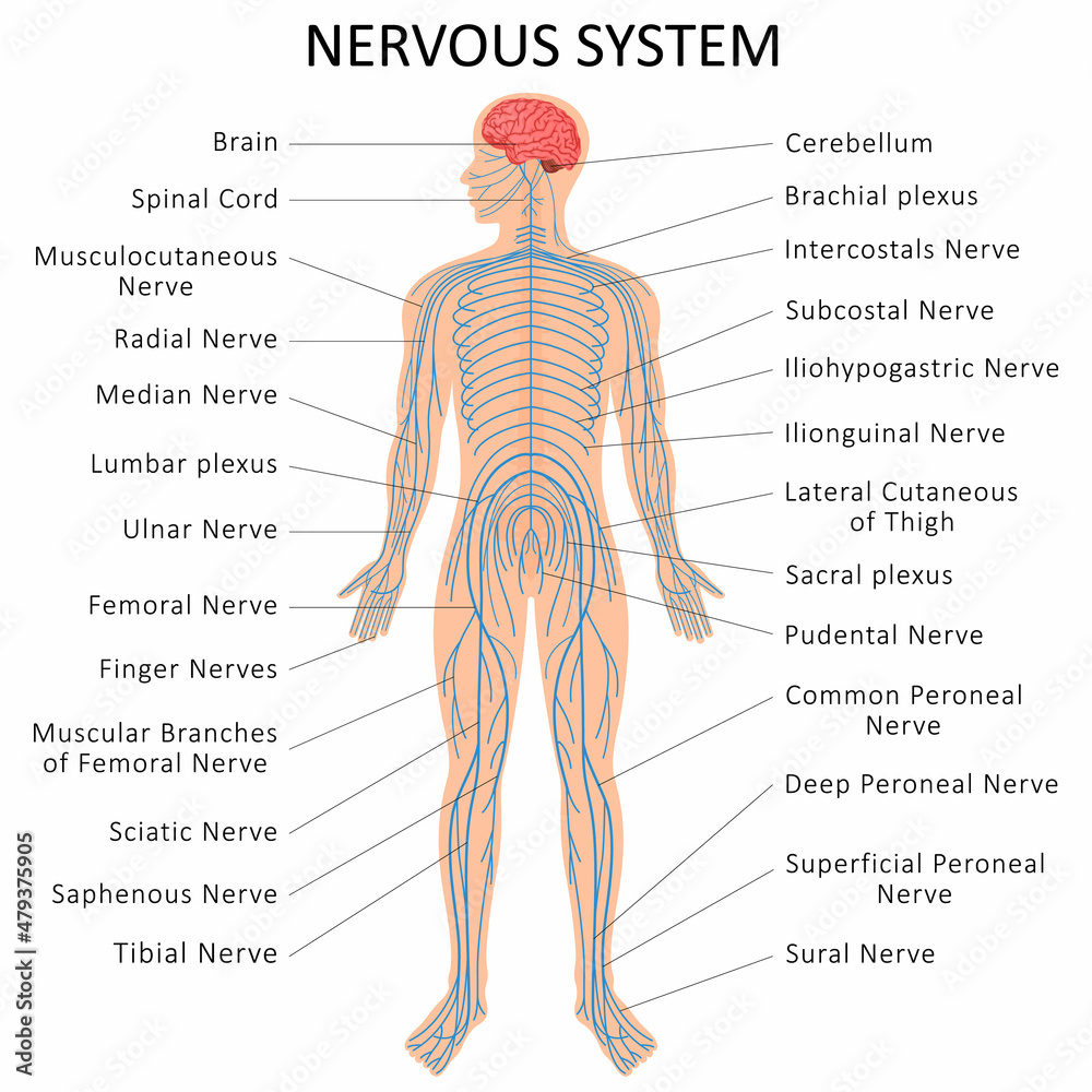 Nervous System Detailed Diagram