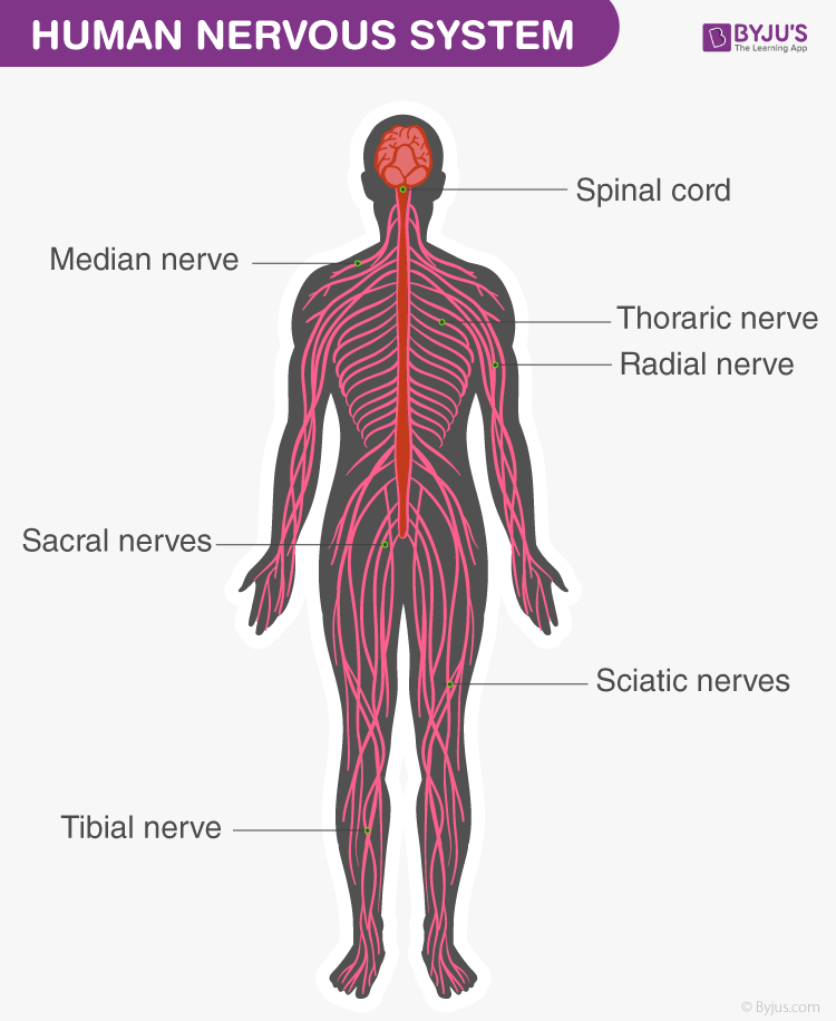 Nervous System Diagram