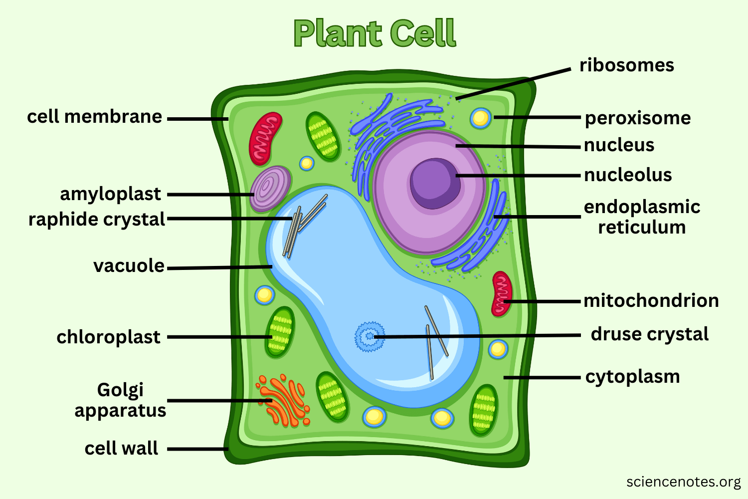 Plant Cell Diagram