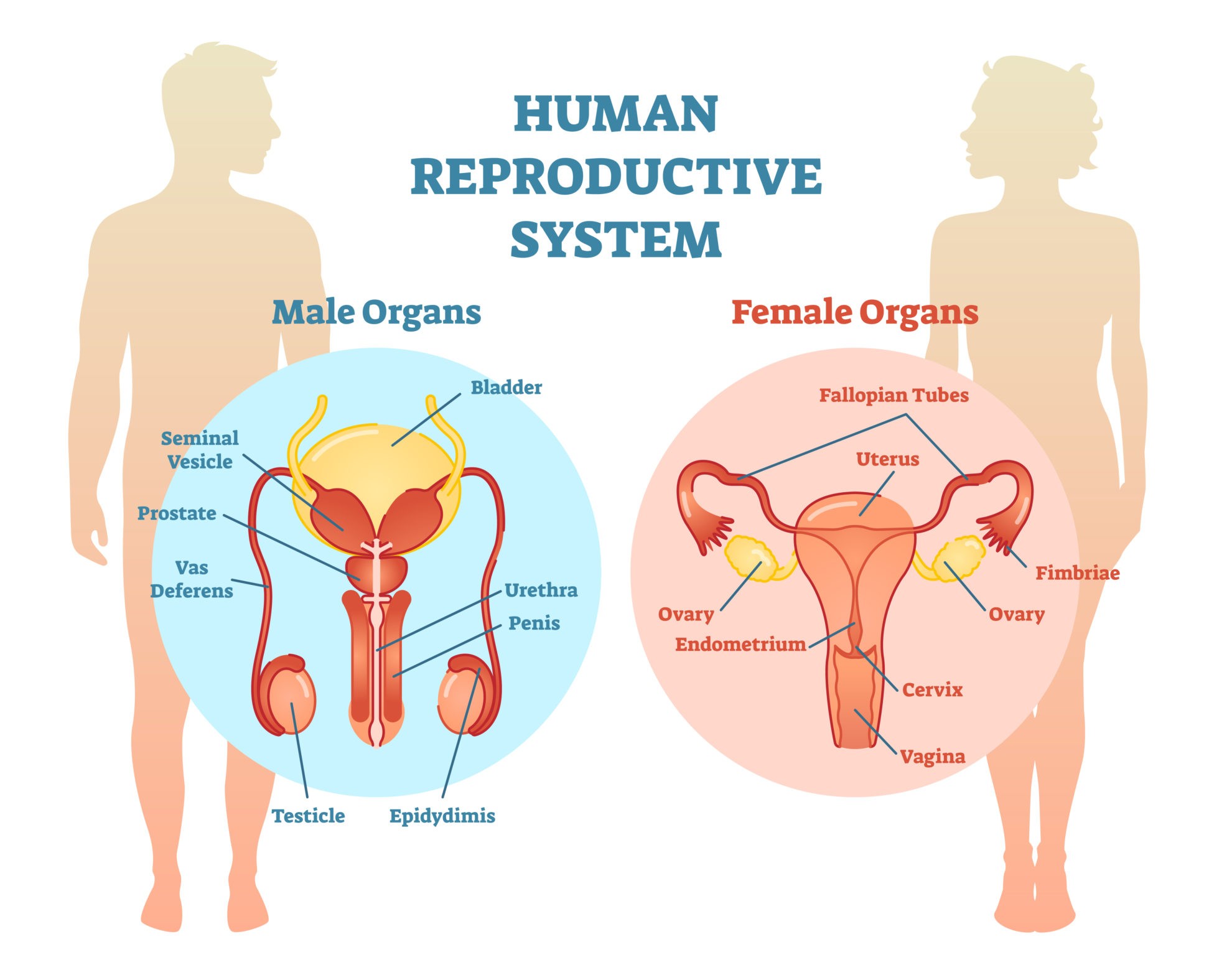 Reproductive System Diagram