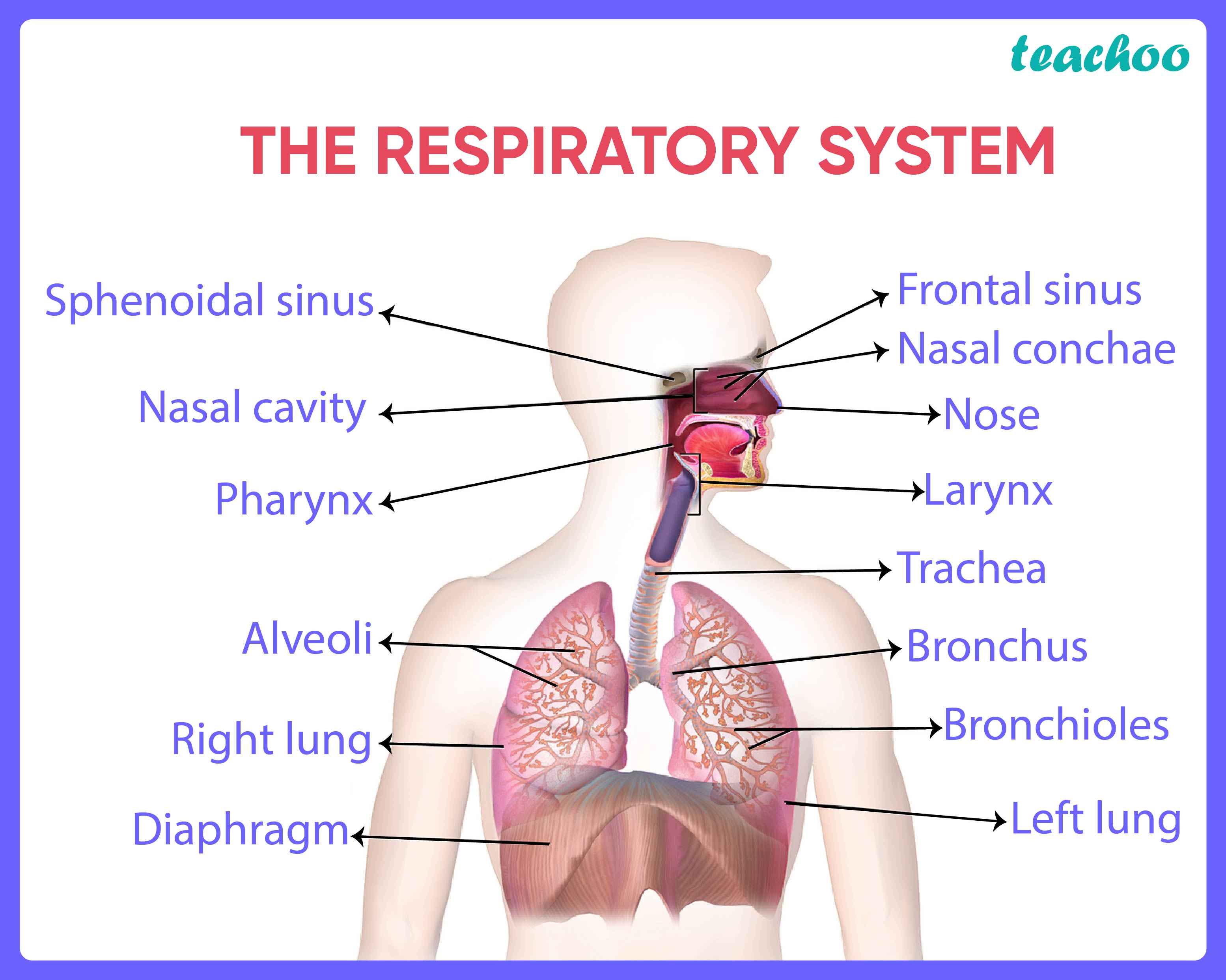 Respiratory System Diagram