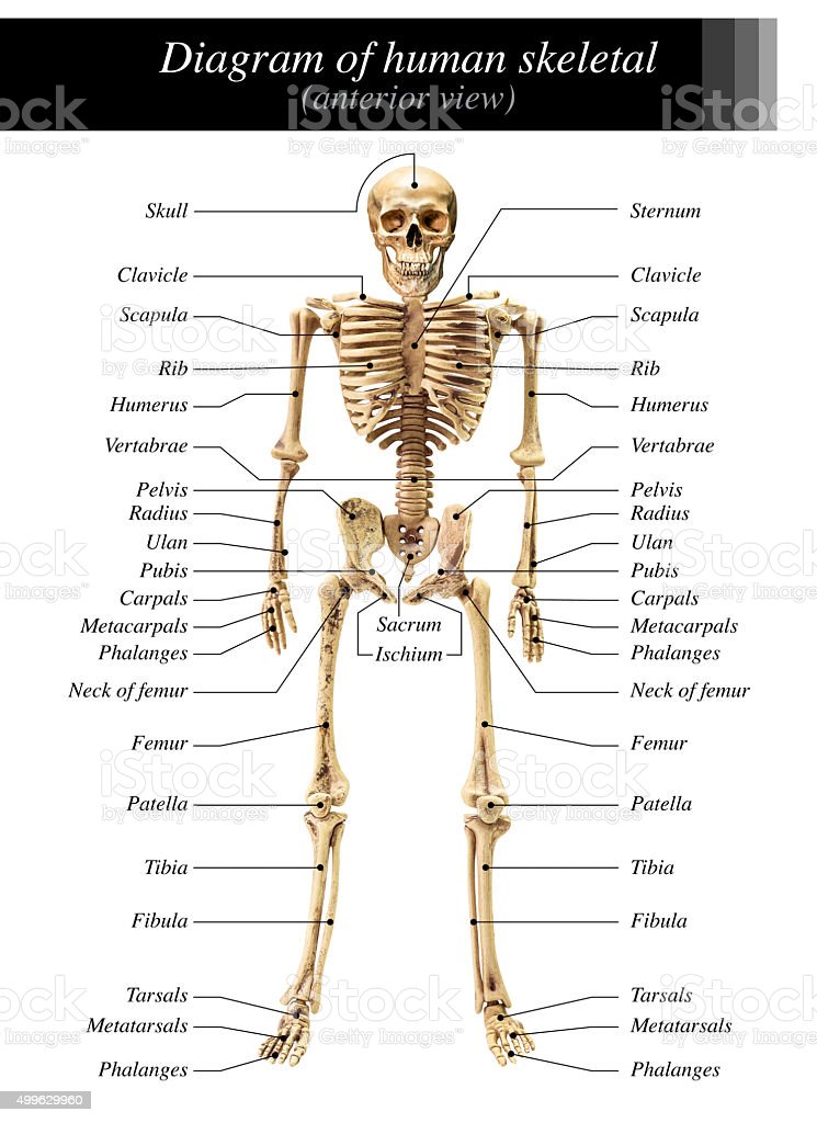 Skeletal System Diagram